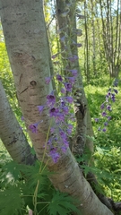 Delphinium elatum