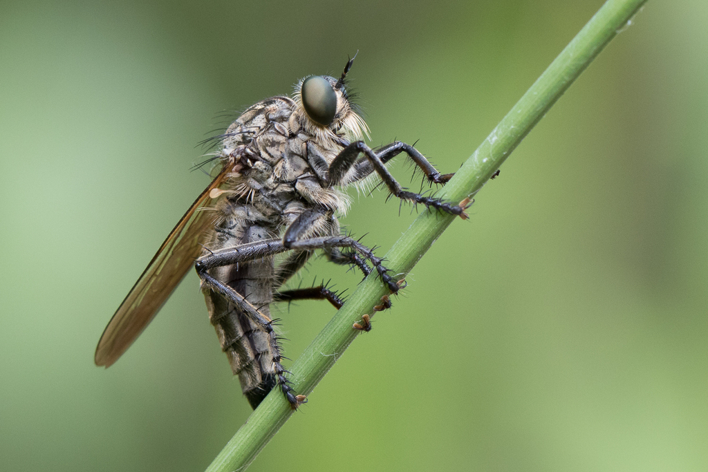 Eutolmus
