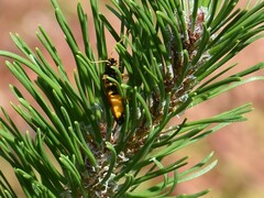 Acantholyda hieroglyphica