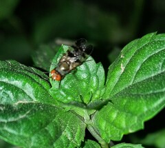Ceroxys