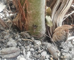 Ceroxys