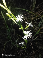 Silene tatarica