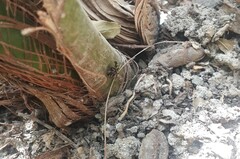 Ceroxys