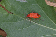 Pyrrhocoris apterus