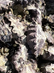 Saccostrea