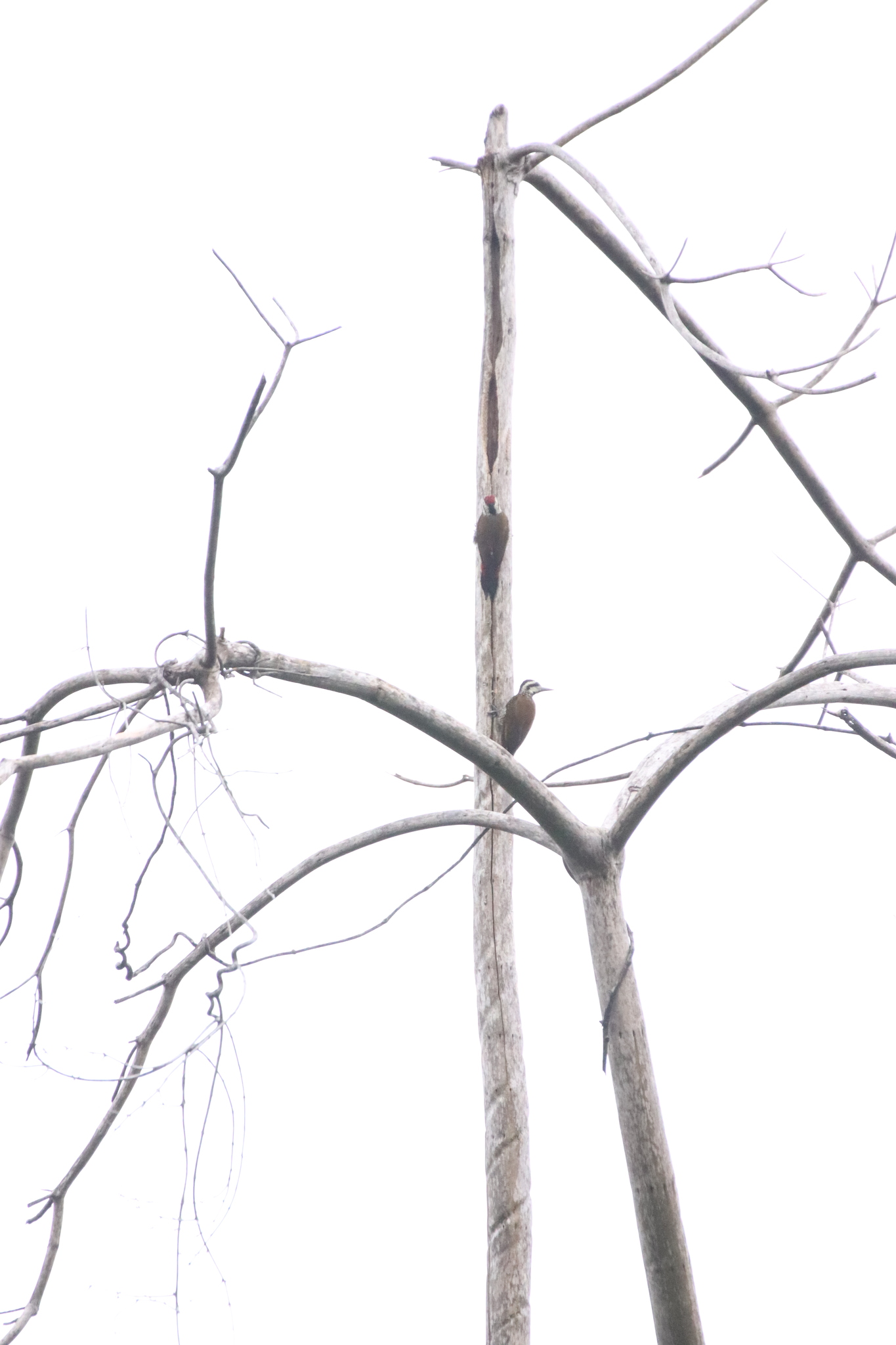Fire-bellied Woodpecker illustration