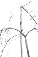 Chloropicus pyrrhogaster