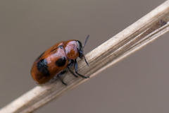 Coptocephala rubicunda