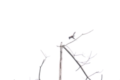 Chloropicus pyrrhogaster