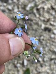 Myosotis nemorosa