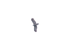 Polyboroides typus pectoralis