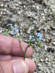 Myosotis nemorosa