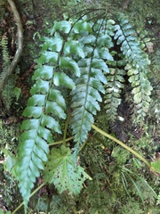 Asplenium cuneatiforme