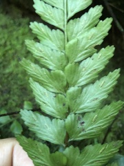 Asplenium cuneatiforme