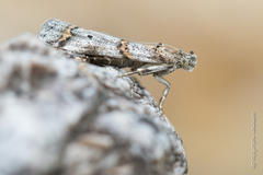 Pempelia compositella