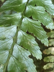 Asplenium cuneatiforme