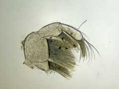 Sphaeroma serratum