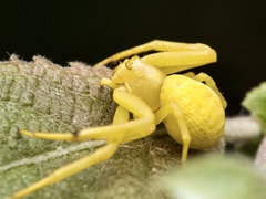 Misumena vatia