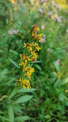 Solidago virgaurea