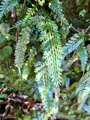 Asplenium prolongatum