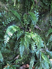 Asplenium prolongatum