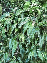 Asplenium prolongatum