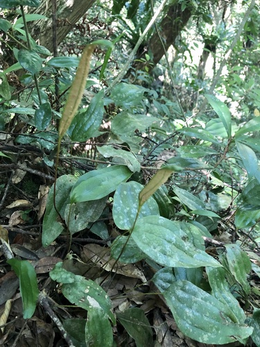 Cheiropleuria integrifolia iNat (3)