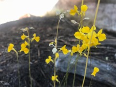 Utricularia odorata