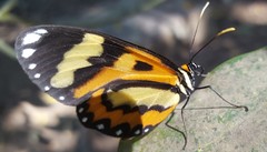 Placidina euryanassa