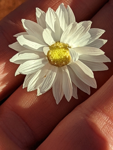 Rhodanthe chlorocephala ssp. chlorocephala