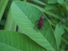 Rhodobaenus sanguineus