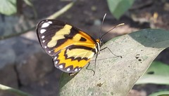 Placidina euryanassa