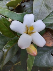 Mitriostigma axillare