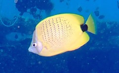 Chaetodon miliaris
