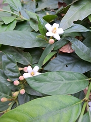 Mitriostigma axillare