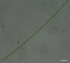 Spirulinaceae