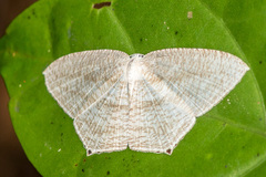 Acropteris ciniferaria