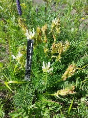 Oxytropis muricata