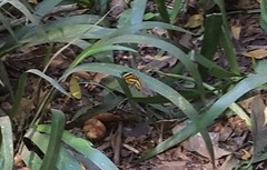 Placidina euryanassa