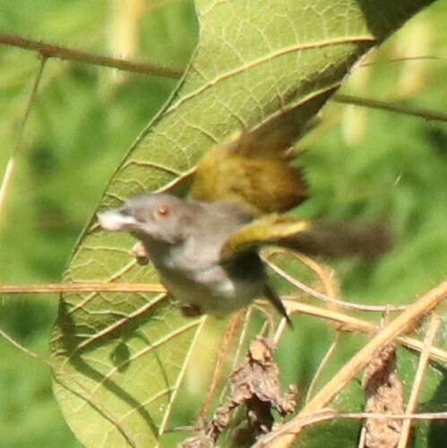 iNaturalist image