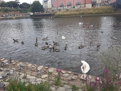 Branta canadensis