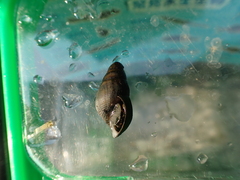 Semisulcospira libertina