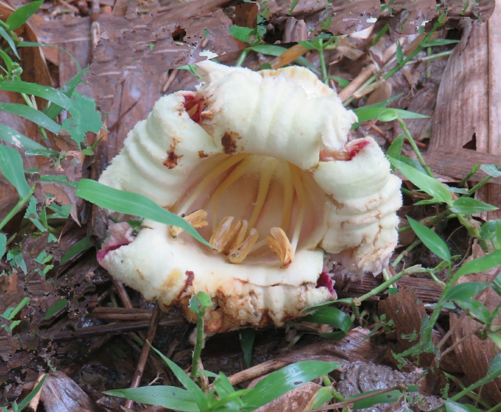 Indian trumpet tree from Hem Chandra Goswami Road, 785614, Dergaon ...