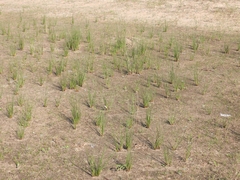 Juncus kraussii kraussii