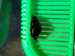 Semisulcospira libertina