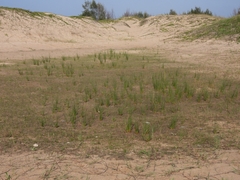 Juncus kraussii kraussii