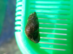 Semisulcospira libertina