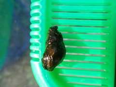 Semisulcospira libertina