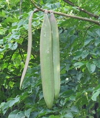 Oroxylum indicum