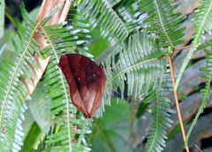 Thaumantis noureddin